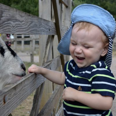 Wellington Country Park Petting Zoo