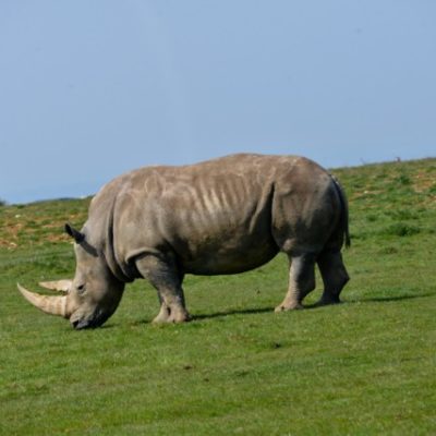 Rhino photo