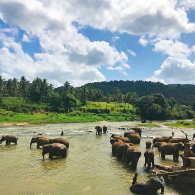 elephants in Sri Lanka