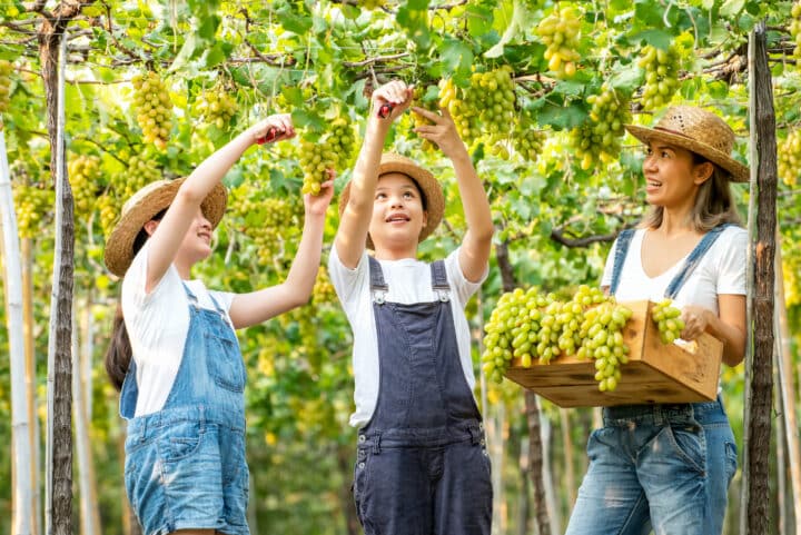 best-kid-friendly-wineries