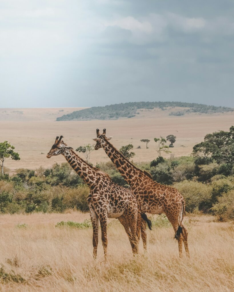 Giraffes in Kenya